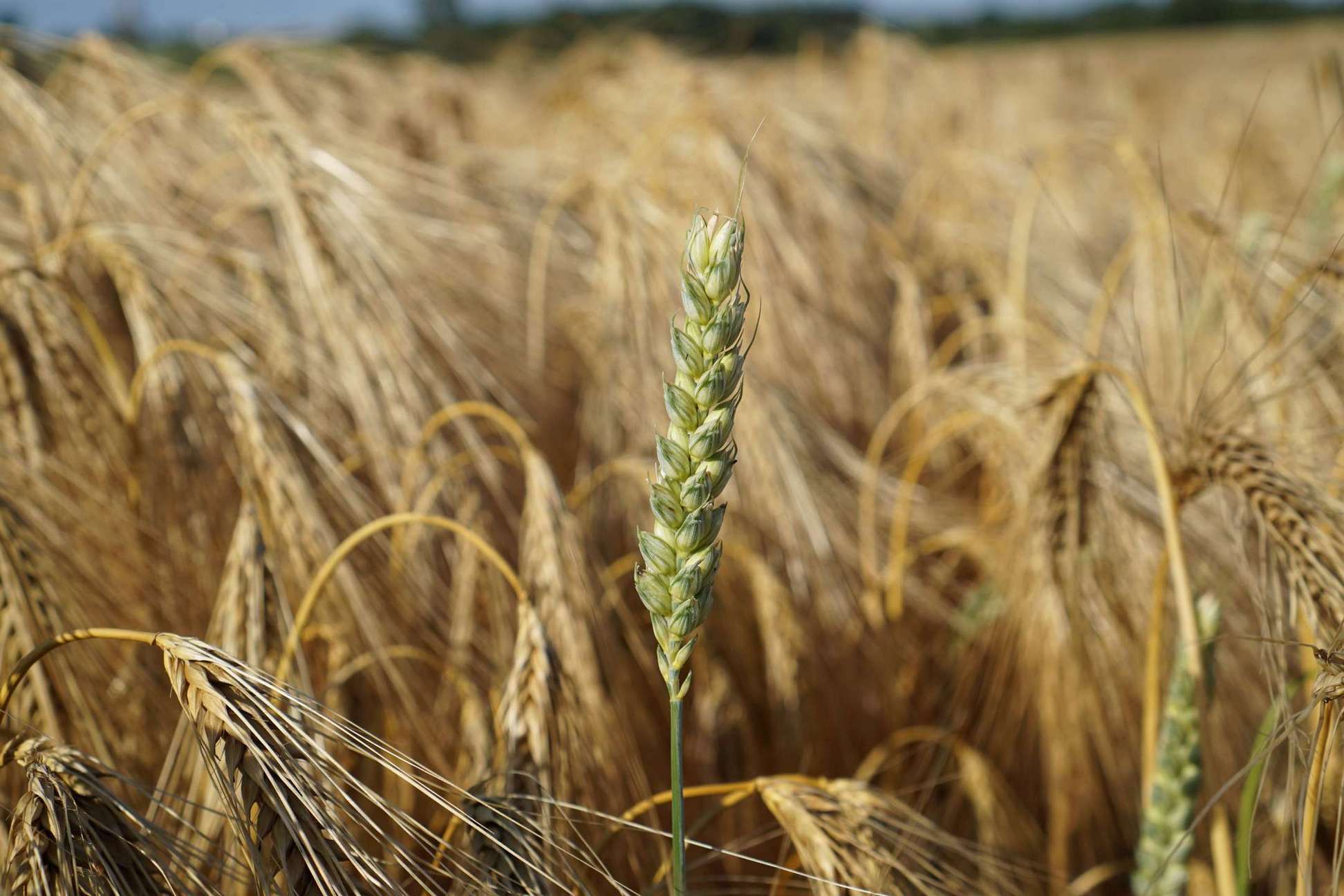 A Single Wheat Stalk on the Vale of Mowbray